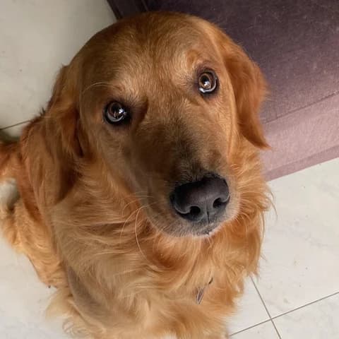 Krümel, my dog